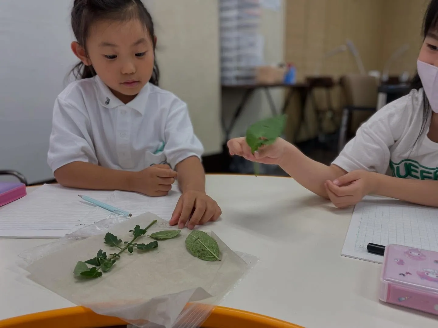 【朝子先生の観察授業🌿】