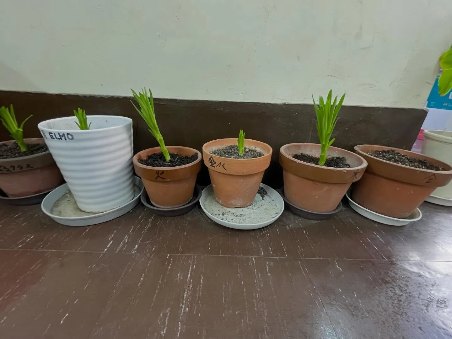 【芽が出た🌱】